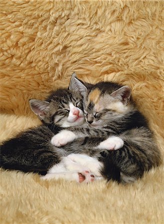 sleeping with kittens - Cats Stock Photo - Rights-Managed, Code: 859-08244332