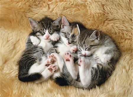 revestimiento interior - Cats Foto de stock - Con derechos protegidos, Código: 859-08244333