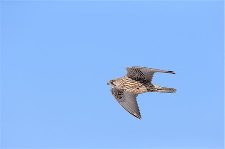 silhouette of animals and birds - Falcon Stock Photo - Rights-Managed, Code: 859-08244357