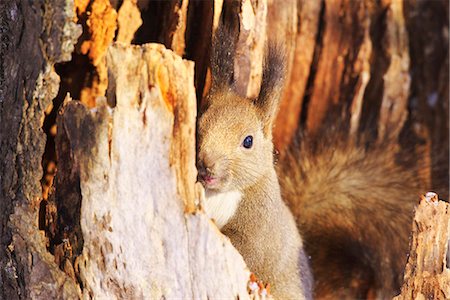 rongeur - Hokkaido Squirrel Photographie de stock - Rights-Managed, Code: 859-08244366