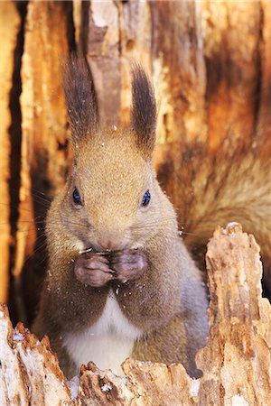 Hokkaido Squirrel Stock Photo - Rights-Managed, Code: 859-08244367