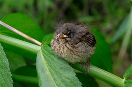 stay - Black-Faced Bunting Stock Photo - Rights-Managed, Code: 859-08244360
