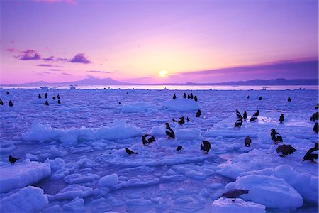 sea ice - Stellers Sea Eagle Foto de stock - Con derechos protegidos, Código: 859-08244370