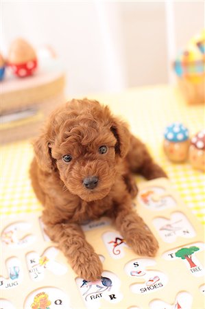 shaggy - Dog Portrait Stock Photo - Rights-Managed, Code: 859-08244380