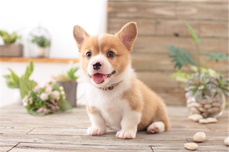 puppy and dog - Dog Portrait Stock Photo - Rights-Managed, Code: 859-08244406