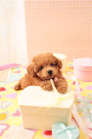 present ribbon - Dog Portrait Stock Photo - Rights-Managed, Code: 859-08244418