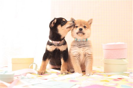 friend cute - Dogs Stock Photo - Rights-Managed, Code: 859-08244419