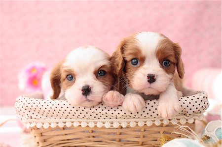 pink - Dogs Stock Photo - Rights-Managed, Code: 859-08244435