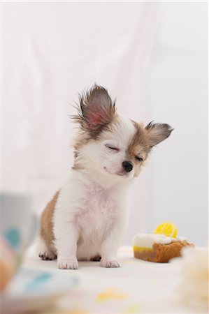 dog sitting relaxing - Dog Portrait Stock Photo - Rights-Managed, Code: 859-08244445