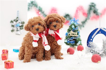 dog christmas present - Dogs Stock Photo - Rights-Managed, Code: 859-08244451