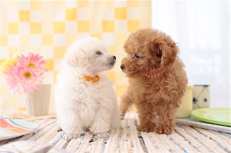 French poodle hot sale puppy