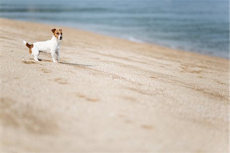 Dog Portrait Photographie de stock - Rights-Managed, Code: 859-08244465