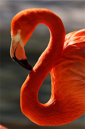 Flamingo Stock Photo - Rights-Managed, Code: 859-08244469