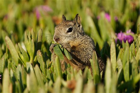 California Ground Squirrel Photographie de stock - Rights-Managed, Code: 859-08244475