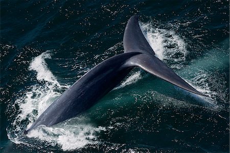 Whale Photographie de stock - Rights-Managed, Code: 859-08244478