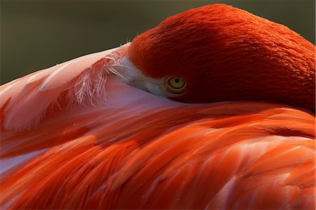 Flamingo Stock Photo - Rights-Managed, Code: 859-08244470