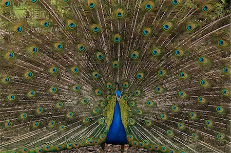 Peacock Stock Photo - Rights-Managed, Code: 859-08244472