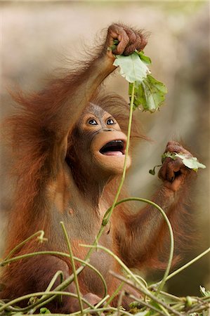 singe (primate) - Orangutan Photographie de stock - Rights-Managed, Code: 859-08244485