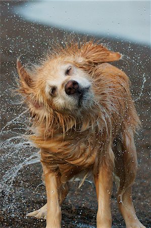 retriever - Dog Portrait Photographie de stock - Rights-Managed, Code: 859-08244486