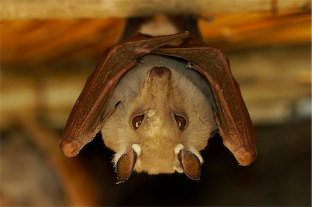 Megabat Foto de stock - Con derechos protegidos, Código: 859-08244488