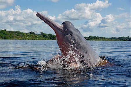 dolphins jumping - Amazon River Dolphin Photographie de stock - Rights-Managed, Code: 859-08244480