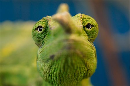 reptile eyes close up - Chameleon Stock Photo - Rights-Managed, Code: 859-08244481