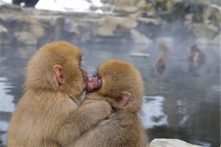 simsearch:859-07149893,k - Snow Monkeys Photographie de stock - Rights-Managed, Code: 859-08244493