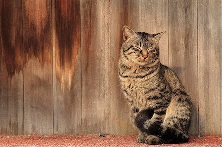 Cat Portrait Stockbilder - Lizenzpflichtiges, Bildnummer: 859-08244504