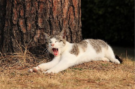 stretching animals - Cat Portrait Stock Photo - Rights-Managed, Code: 859-08244505