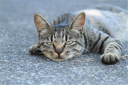 Cat Portrait Stock Photo - Rights-Managed, Code: 859-08244506