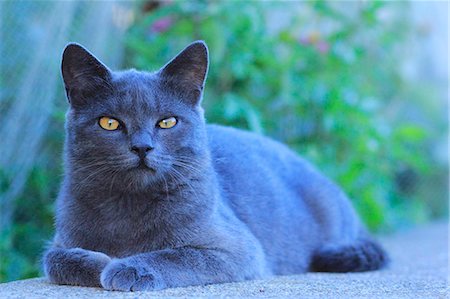 pupille (oeil) - Cat Portrait Photographie de stock - Rights-Managed, Code: 859-08244508