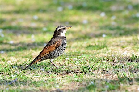 simsearch:622-07760620,k - Thrush Photographie de stock - Rights-Managed, Code: 859-08244501