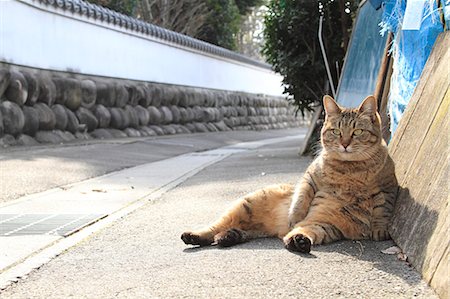 street corner - Cat Portrait Stock Photo - Rights-Managed, Code: 859-08244502