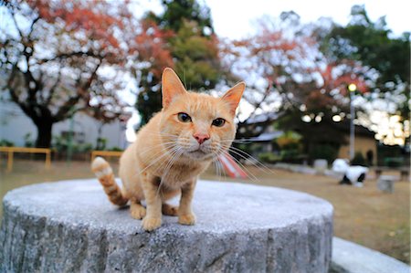 Cat Portrait Photographie de stock - Rights-Managed, Code: 859-08244516