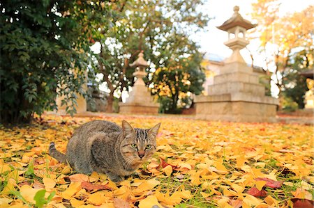 domestic cat and outside - Cat Portrait Stock Photo - Rights-Managed, Code: 859-08244518