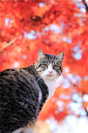 domestic cat and outside - Cat Portrait Stock Photo - Rights-Managed, Code: 859-08244512