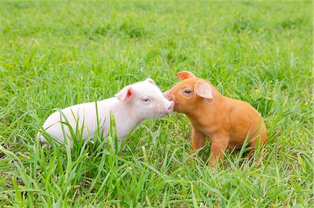 pig close up - Piglets Stock Photo - Rights-Managed, Code: 859-08244524