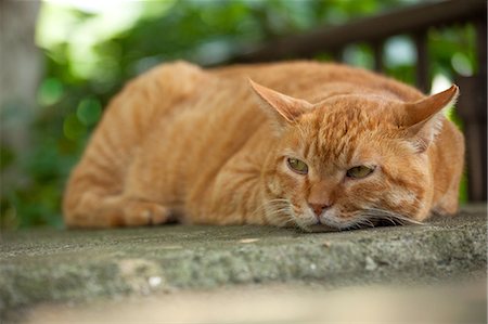 Cat Portrait Stock Photo - Rights-Managed, Code: 859-08244534