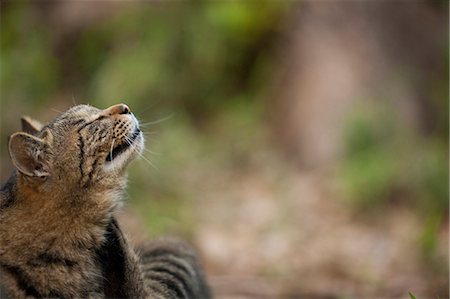 small cats side view - Cat Portrait Stock Photo - Rights-Managed, Code: 859-08244546