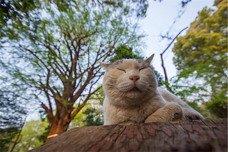 Cat Portrait Stock Photo - Rights-Managed, Code: 859-08244547