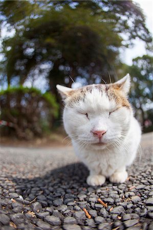 Cat Portrait Stock Photo - Rights-Managed, Code: 859-08244549