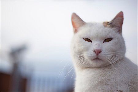Cat Portrait Photographie de stock - Rights-Managed, Code: 859-08244540
