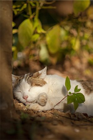 Cat Portrait Stock Photo - Rights-Managed, Code: 859-08244543