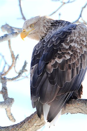 sea eagle - Eagle Stock Photo - Rights-Managed, Code: 859-08244554