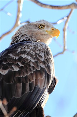 Eagle Stock Photo - Rights-Managed, Code: 859-08244555