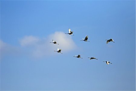 flying japanese crane - Japanese Cranes Stock Photo - Rights-Managed, Code: 859-08244565