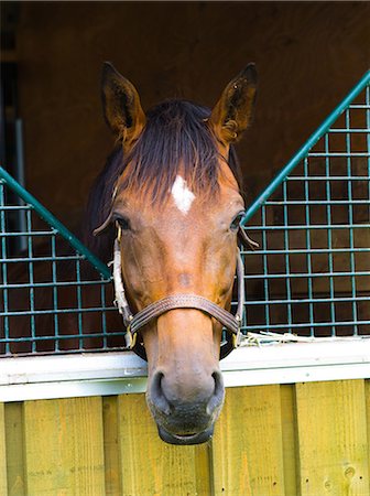 face front - Horse Stock Photo - Rights-Managed, Code: 859-08244560