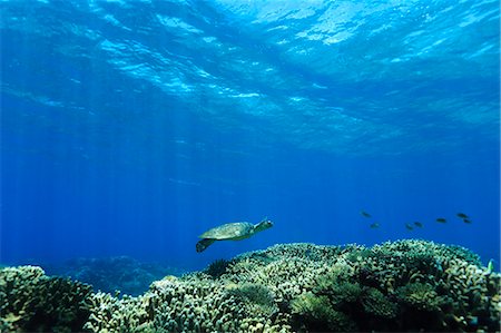 Underwater Life Foto de stock - Con derechos protegidos, Código: 859-08244576