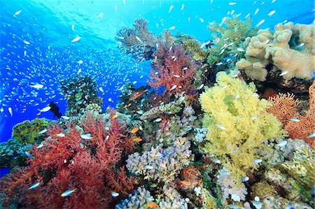 pez tropical - Underwater Life Foto de stock - Con derechos protegidos, Código: 859-08244573