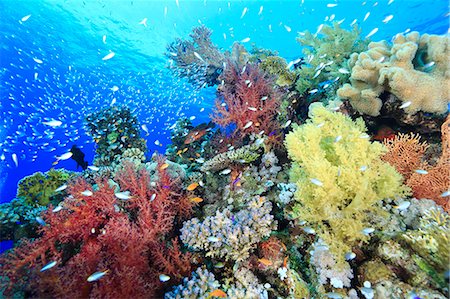 recife de coral - Underwater Life Foto de stock - Direito Controlado, Número: 859-08244573